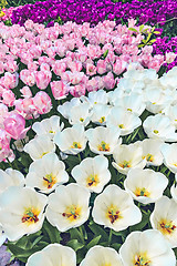 Image showing Tulip field in Keukenhof Gardens, Lisse, Netherlands