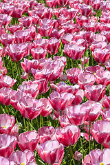 Image showing Tulip field in Keukenhof Gardens, Lisse, Netherlands