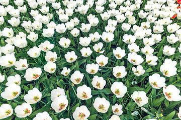 Image showing Tulip field in Keukenhof Gardens, Lisse, Netherlands