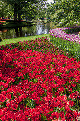 Image showing Tulip field in Keukenhof Gardens, Lisse, Netherlands