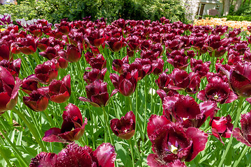 Image showing Tulip field in Keukenhof Gardens, Lisse, Netherlands