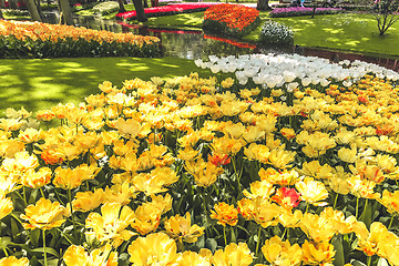 Image showing Tulip field in Keukenhof Gardens, Lisse, Netherlands