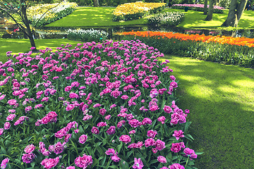 Image showing Tulip field in Keukenhof Gardens, Lisse, Netherlands