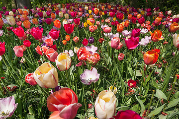 Image showing Tulip field in Keukenhof Gardens, Lisse, Netherlands