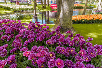 Image showing Tulip field in Keukenhof Gardens, Lisse, Netherlands