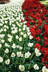 Image showing Tulip field in Keukenhof Gardens, Lisse, Netherlands