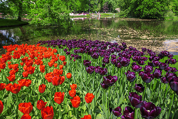 Image showing Tulip field in Keukenhof Gardens, Lisse, Netherlands