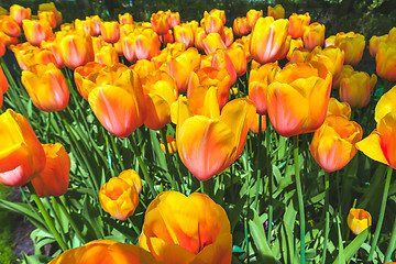 Image showing Tulip field in Keukenhof Gardens, Lisse, Netherlands