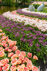 Image showing Tulip field in Keukenhof Gardens, Lisse, Netherlands