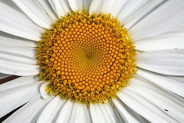 Image showing Big decorative camomile.