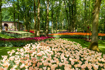 Image showing Tulip field in Keukenhof Gardens, Lisse, Netherlands