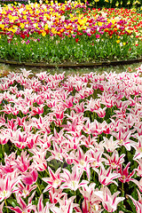 Image showing Tulip field in Keukenhof Gardens, Lisse, Netherlands