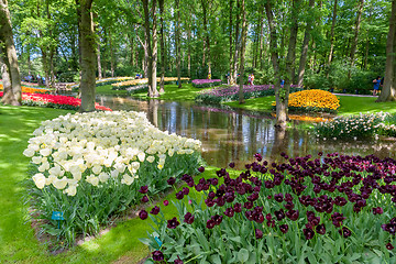 Image showing Tulip field in Keukenhof Gardens, Lisse, Netherlands