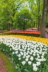 Image showing Tulip field in Keukenhof Gardens, Lisse, Netherlands