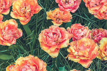 Image showing Tulip field in Keukenhof Gardens, Lisse, Netherlands