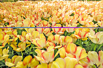 Image showing Tulip field in Keukenhof Gardens, Lisse, Netherlands