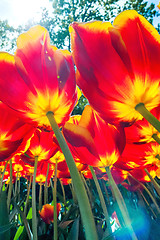 Image showing Tulip field in Keukenhof Gardens, Lisse, Netherlands