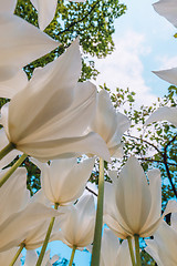 Image showing Tulip field in Keukenhof Gardens, Lisse, Netherlands