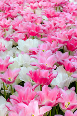 Image showing Tulip field in Keukenhof Gardens, Lisse, Netherlands