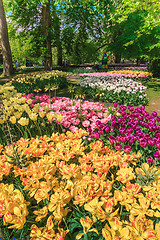 Image showing Tulip field in Keukenhof Gardens, Lisse, Netherlands