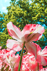 Image showing Tulip field in Keukenhof Gardens, Lisse, Netherlands