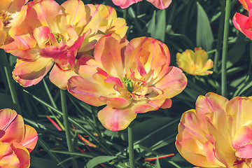 Image showing Tulip field in Keukenhof Gardens, Lisse, Netherlands