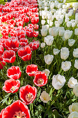 Image showing Tulip field in Keukenhof Gardens, Lisse, Netherlands