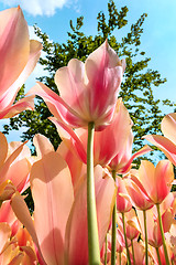 Image showing Tulip field in Keukenhof Gardens, Lisse, Netherlands