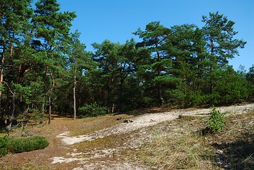 Image showing Summer landscape with trees