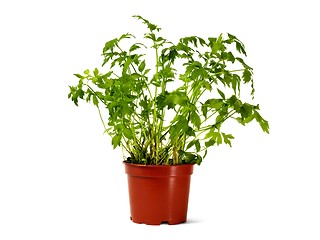 Image showing Flower pot with lovage