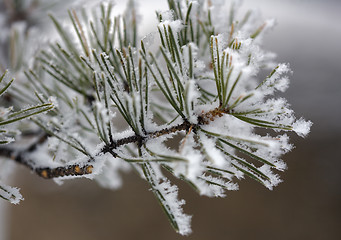 Image showing Hoarfrost