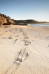 Image showing Kangaroo prints in the sand