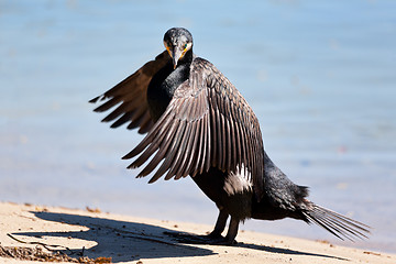 Image showing Great Cormorant - Phalacrocorax carbo