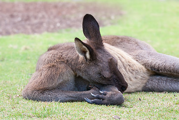 Image showing male kangaroo sleeps