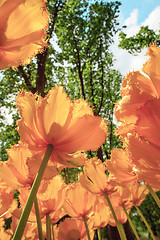 Image showing Tulip field in Keukenhof Gardens, Lisse, Netherlands