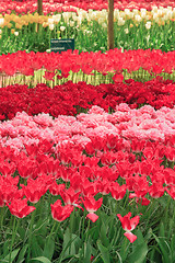 Image showing Tulip field in Keukenhof Gardens, Lisse, Netherlands