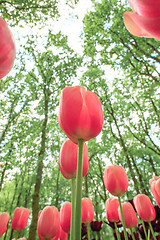 Image showing Tulip field in Keukenhof Gardens, Lisse, Netherlands