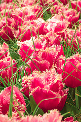 Image showing Tulip field in Keukenhof Gardens, Lisse, Netherlands