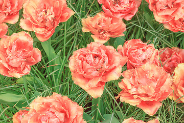 Image showing Tulip field in Keukenhof Gardens, Lisse, Netherlands