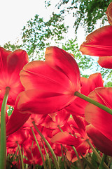 Image showing Tulip field in Keukenhof Gardens, Lisse, Netherlands