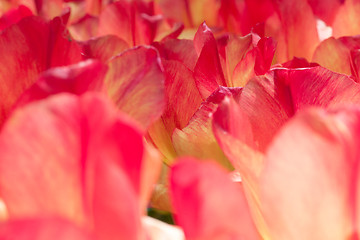 Image showing Tulip field in Keukenhof Gardens, Lisse, Netherlands