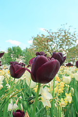 Image showing Tulip field in Keukenhof Gardens, Lisse, Netherlands