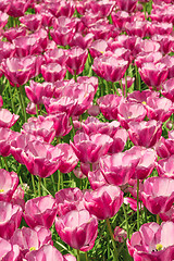 Image showing Tulip field in Keukenhof Gardens, Lisse, Netherlands