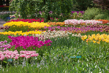 Image showing Tulip field in Keukenhof Gardens, Lisse, Netherlands