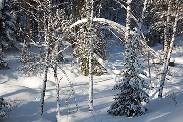 Image showing Winter forest