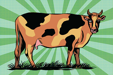 Image showing Color spotted farm cow