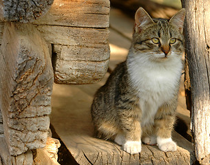 Image showing Cat