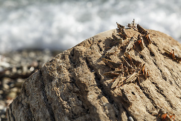 Image showing Pague of locusts on the sea coast