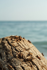 Image showing Pague of locusts on the sea coast