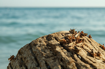 Image showing Pague of locusts on the sea coast